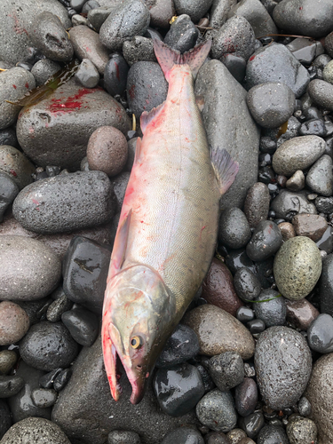 カラフトマスの釣果