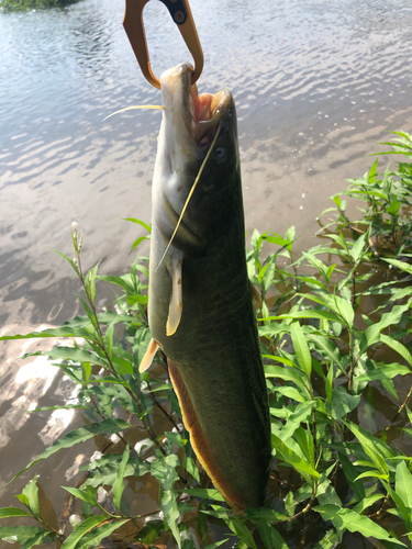 ナマズの釣果