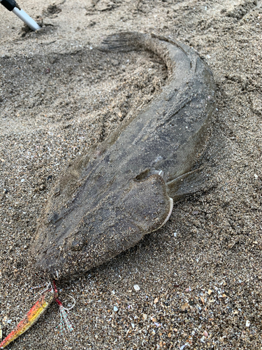 マゴチの釣果