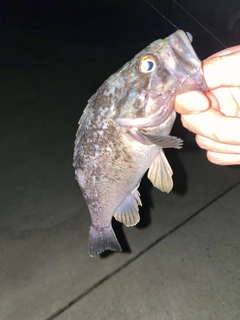 クロソイの釣果