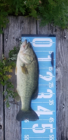 ブラックバスの釣果