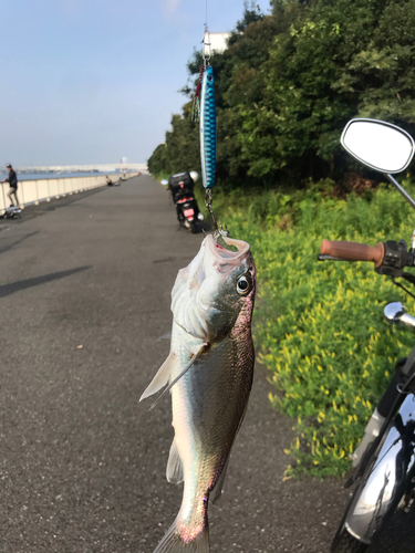 イシモチの釣果