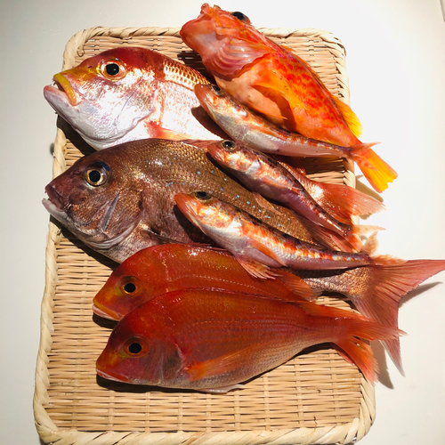 マダイの釣果