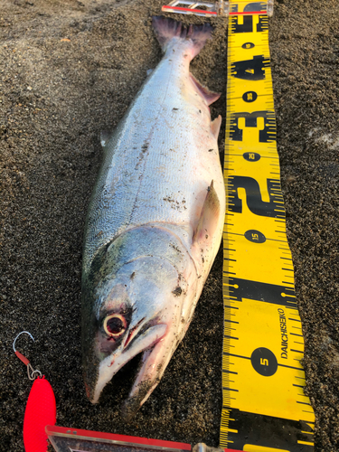 カラフトマスの釣果