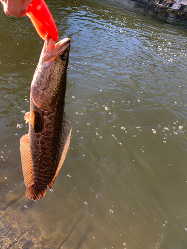 ライギョの釣果