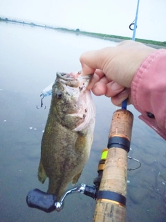 ラージマウスバスの釣果