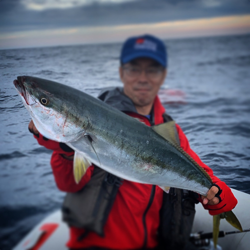 ブリの釣果