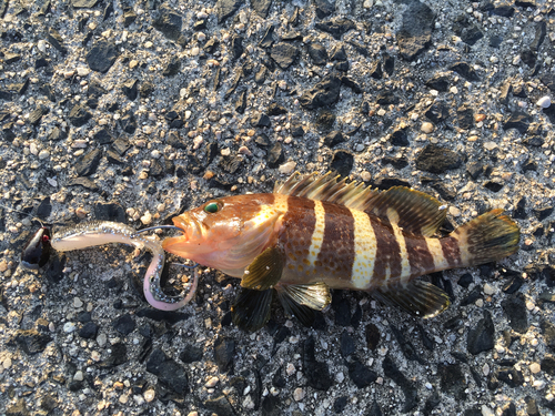 アオハタの釣果