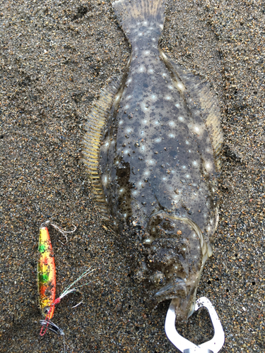 ヒラメの釣果