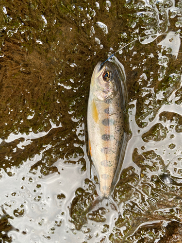 ヤマメの釣果