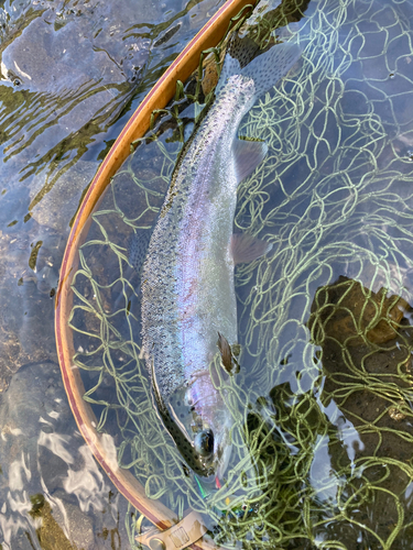 ニジマスの釣果