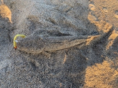 マゴチの釣果