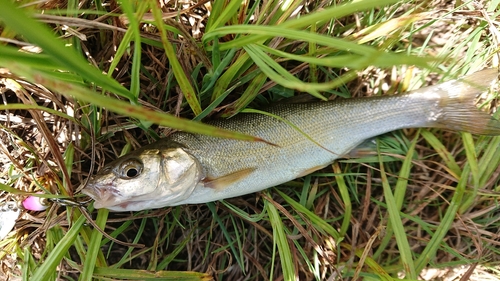 ウグイの釣果