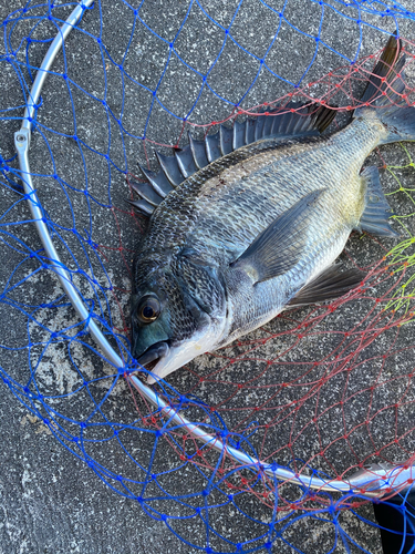 クロダイの釣果