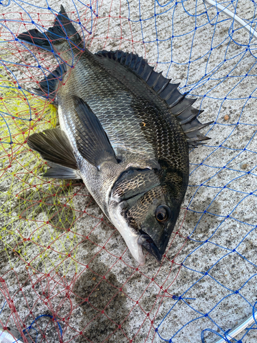 クロダイの釣果