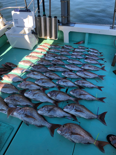 マダイの釣果