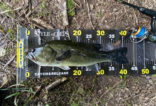 ブラックバスの釣果