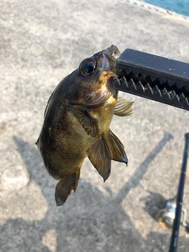 メバルの釣果