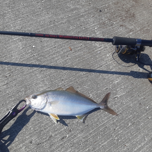 ショゴの釣果