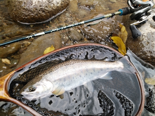 ヤマメの釣果