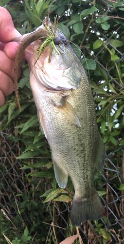 ラージマウスバスの釣果