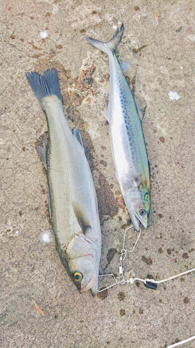 シーバスの釣果