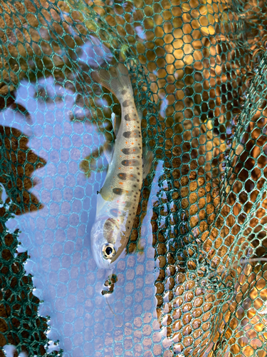 アマゴの釣果