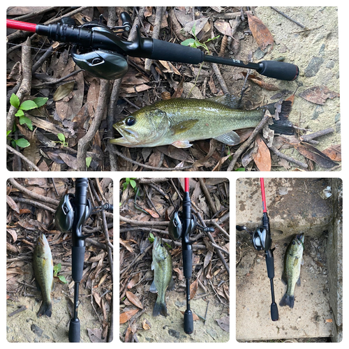 ブラックバスの釣果