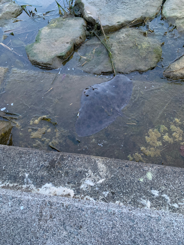 エイの釣果