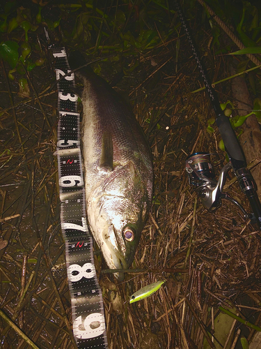 シーバスの釣果