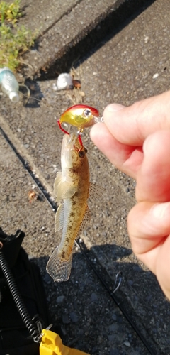 ハゼの釣果