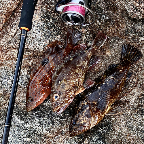 アコウの釣果