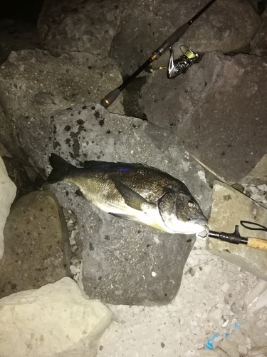 クロダイの釣果