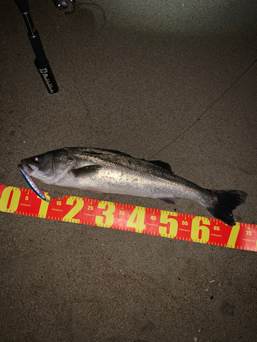 シーバスの釣果