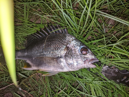 キビレの釣果