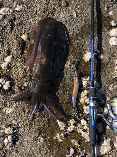 アオリイカの釣果