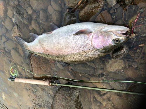 ニジマスの釣果