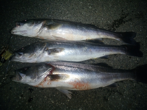 シーバスの釣果