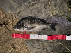 クロダイの釣果