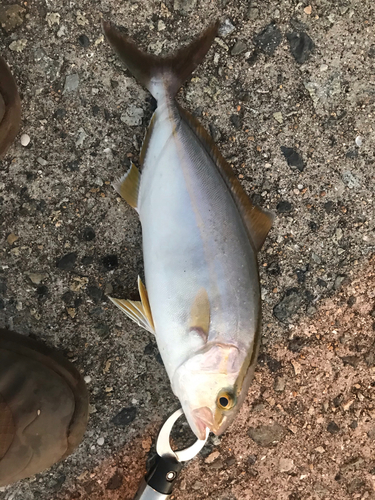 カンパチの釣果