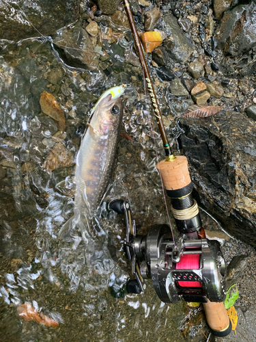 イワナの釣果