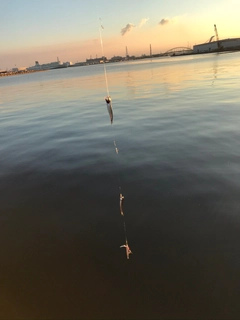 カタクチイワシの釣果