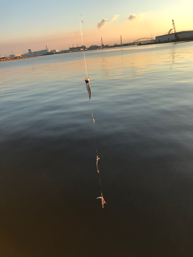 カタクチイワシの釣果