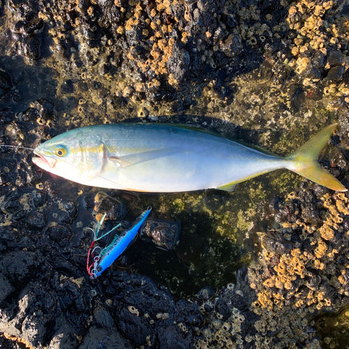 ワカシの釣果