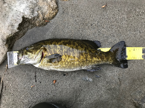 スモールマウスバスの釣果