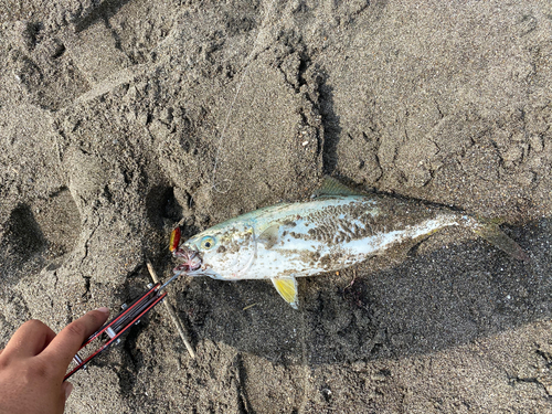 ワカシの釣果