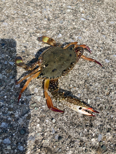 カニの釣果