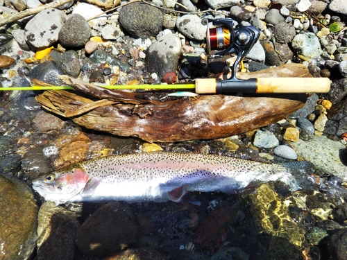 ニジマスの釣果