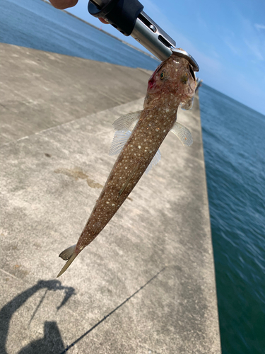 エソの釣果