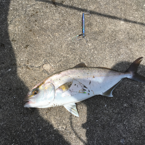 ショゴの釣果